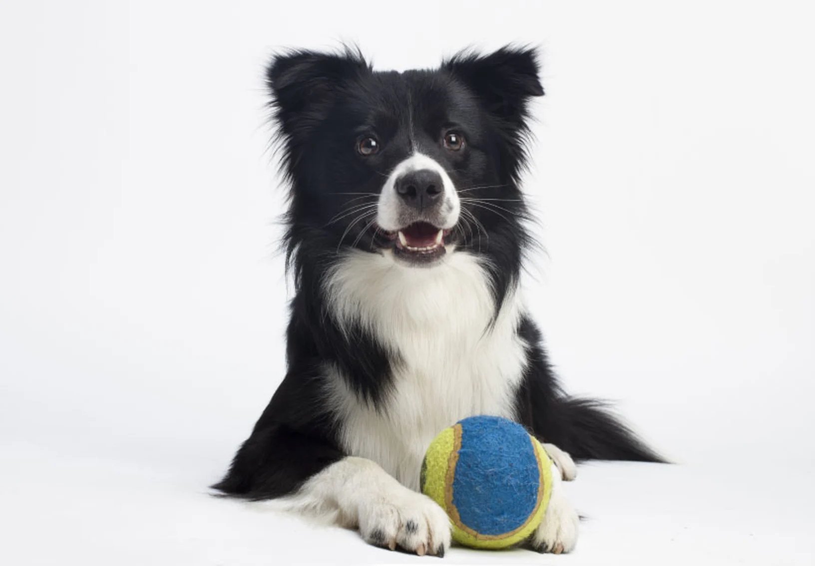 Border Collie with Ball